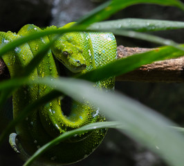 Green Tree Snake 