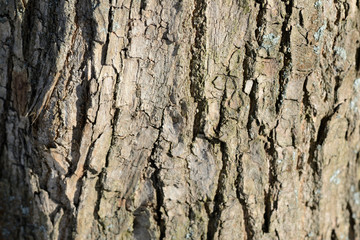 Tree bark illuminated by the sun texture background close up