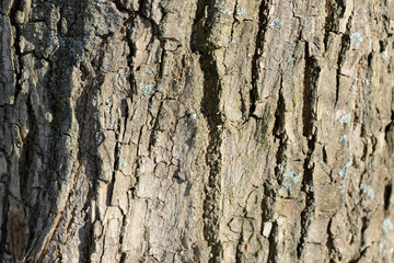 Tree bark illuminated by the sun texture background close up