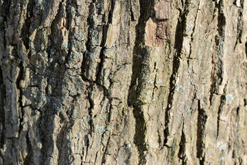 Tree bark illuminated by the sun texture background close up