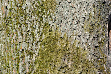Tree bark covered with green moss texture background close up
