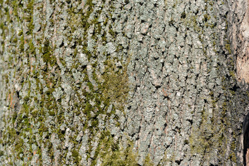 Tree bark covered with green moss texture background close up
