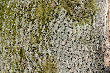 Tree bark covered with green moss texture background close up