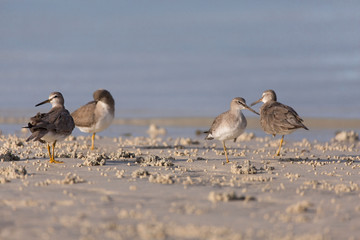 Sandpiper birds at the seashore feathering and foraging in a  peaceful morning bird watching scene