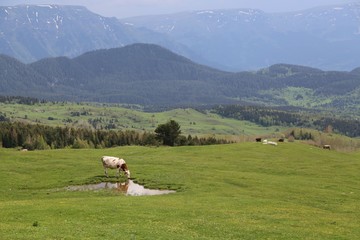 Cow herd and shepherd,Artvin/Savsat