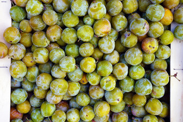 Crate of green gage plums (reine claude) at a farmers market