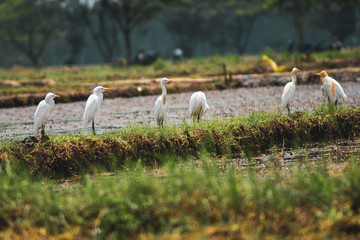 Close up of a white stork or Ciconia ciconia on a green natural background