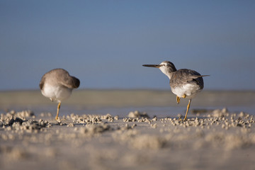 Sandpiper birds at the seashore feathering and foraging in a  peaceful morning bird watching scene