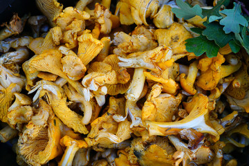 Chanterelle mushroom for sale at a farmers market