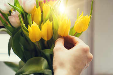 Tulpen mit einer Hand