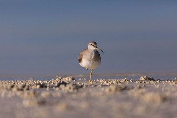 Sandpiper birds at the seashore feathering and foraging in a  peaceful morning bird watching scene