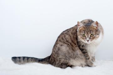 Adult pregnant domestic cat on a light background.