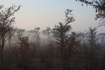 Bäume im Frühnebel im Kruger Nationalpark in Südafrika