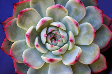 Green and purple rosette of succulent plant at the flower market
