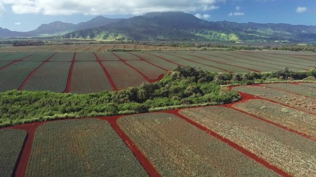 Pineapple plantation on the island of Oahu, Hawaii