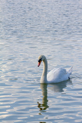 A goose swim on water
