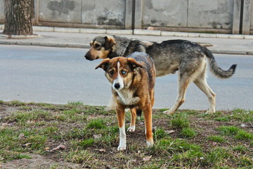 Naklejka na ściany i meble dog with heterochromia