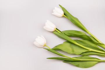 Bouquet of white tulips isolated on white
