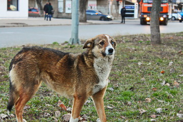 dog with heterochromia in the city