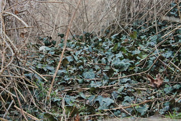 ivy in the forest