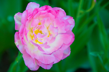 Obraz premium Rosehip on a green background