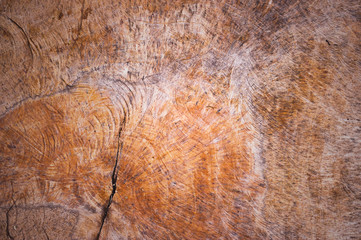 The top view of the cut wood surface, Wood texture. Wooden background pattern, Texture of bark of tree.