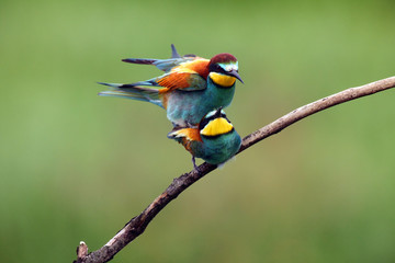 The European bee-eater (Merops apiaster) mating pair on tree.Pair of birds with green background during mating season. - obrazy, fototapety, plakaty