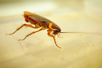 Close-up cockroaches on the plastic table floor, blurred background.