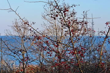 rowan tree in spring by the sea tree in spring by the sea