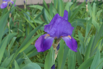 Single violet flower of Iris germanica in spring