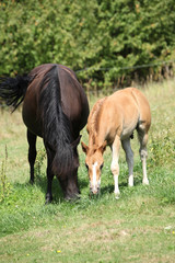 Beautiful mare with foal eating on pasturage