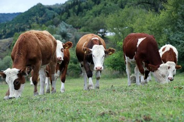 Cow herd and shepherd,Artvin/Savsat