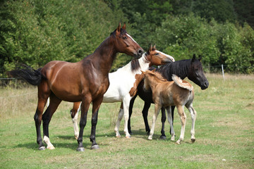Obraz na płótnie Canvas Batch of horses on pasturage, together