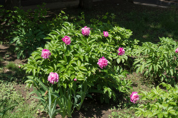 Garden peony with double pink flowers in May
