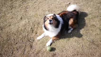 Dog barking on grass field waiting for the throw ball, 4K movie, slow motion