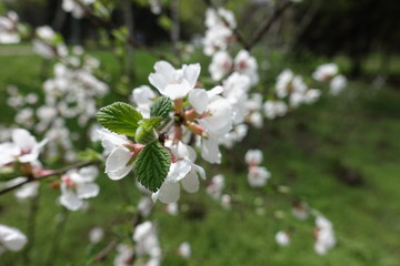 Fresh leaves and white flowers of Prunus tomentosa in spring
