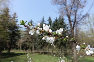 Twig of Prunus tomentosa covered with flowers against blue sky