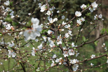 Small white flowers on branches of Prunus tomentosa