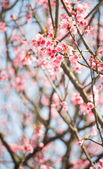 beautiful cherry blossoms
