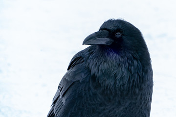 Obraz premium Raven close up in the snow
