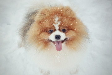 pomeranian dog in snow
