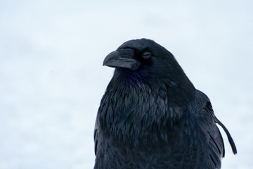 Raven close up in the snow