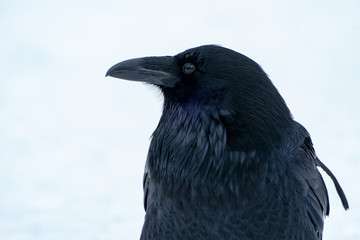 Fototapeta premium Raven close up in the snow