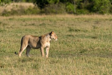 Fototapeta na wymiar A male lion sitting relaxedly in the plains of Africa inside Masai Mara National Park during a wildlife safari