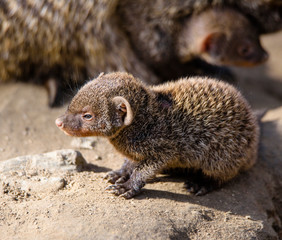 banded mongoose (Mungos mungo)