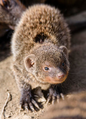 banded mongoose (Mungos mungo)