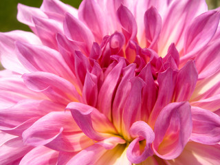 Dahlia is a genus of bushy, tuberous, herbaceous perennial plants native to Mexico. This photo is an abstract of dahlia petals shot at an extreme closeup in a garden in Delhi