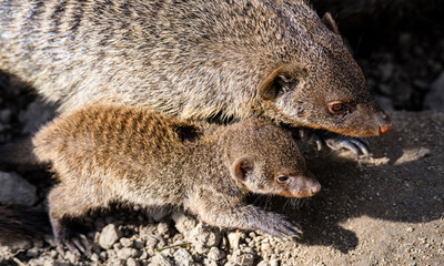 banded mongoose (Mungos mungo)