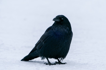 Raven close up in the snow