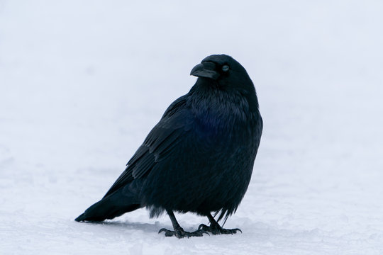 Raven Close Up In The Snow